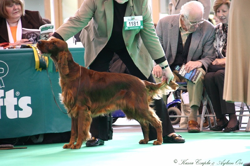 Crufts2011 102.jpg